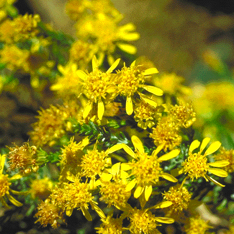 Flowers of Ericameria laricifolia
