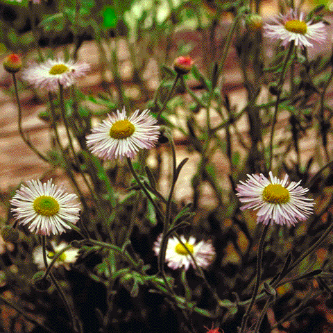 Fleabane Daisy flowers