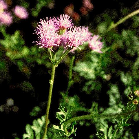 Flowers of Thoroughwort