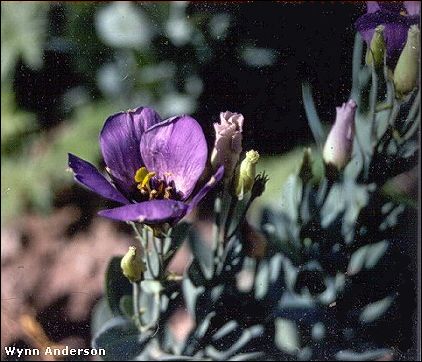 Flower Eustoma exatatum