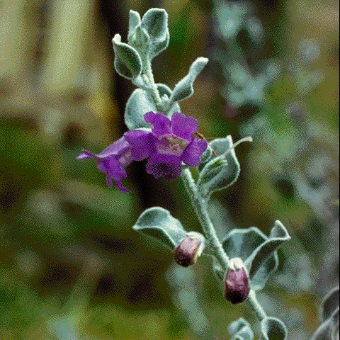 Leucophyllum pruinosum