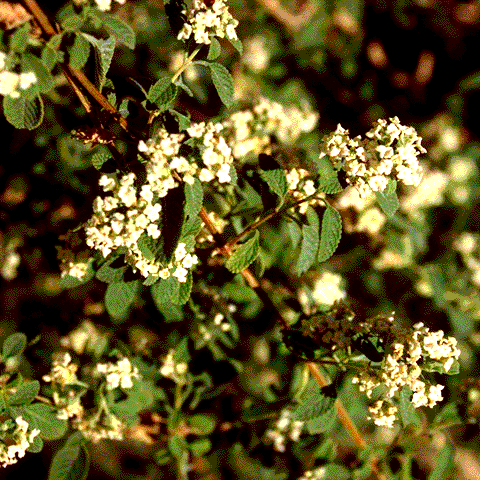 Lippia graveolens, foliage and flowers