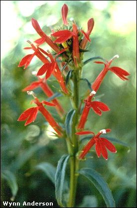 Lobelia cardinalis, flowers and foliage
