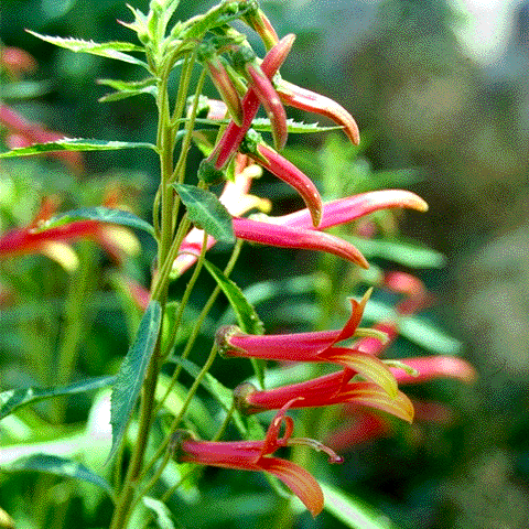 Lobelia laxiflora, foliage and flowers