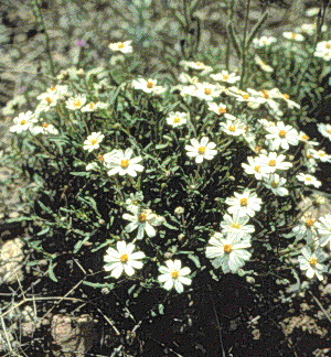 Melanpodium leucanthum