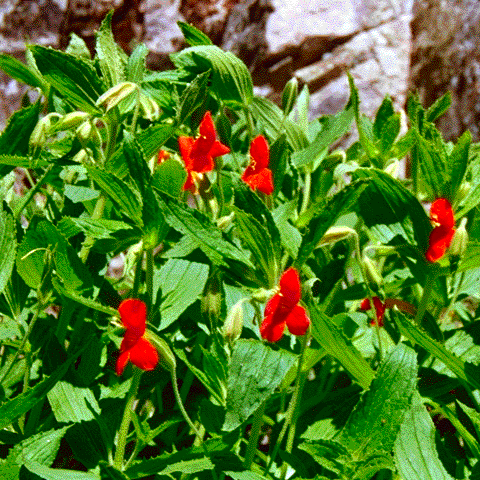 Mimulus cardinalis, foliage and flowers