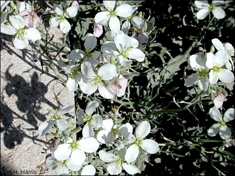 Nerisyrenia camporum, flowers