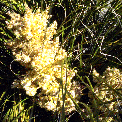 thumbnail, foliage and flowers