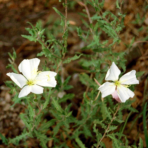 Oenothera coronopifolia, flowers