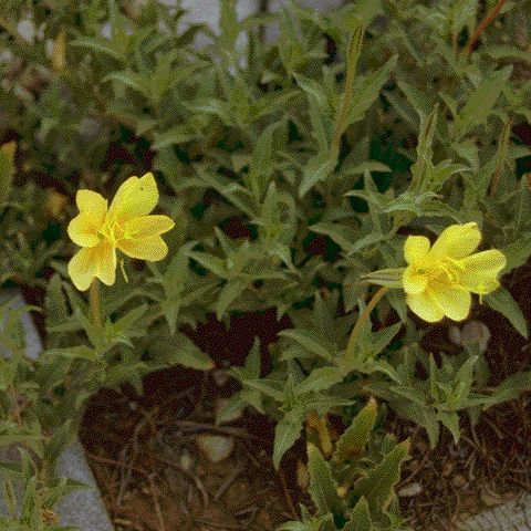 Oenothera organensis, foliage and flowers