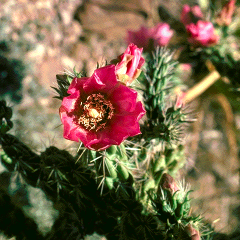 Opuntia imbricata, flower