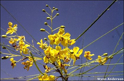 Flowers of Parkinsonia aculeata