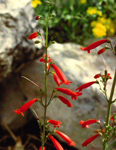 Penstemon havardii, flowers