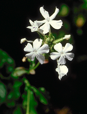 Plumbago scandens, flowers