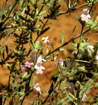 Foliage and flowers of Poliomintha incana