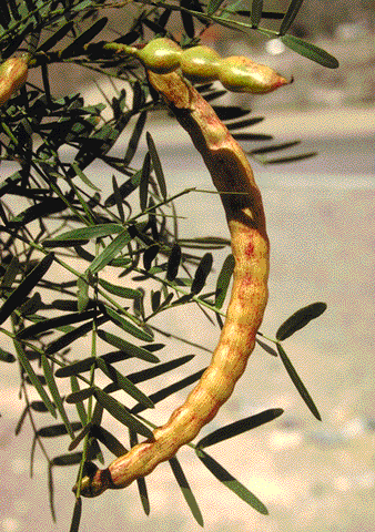 Prosopis glandulosa, fruit and leaves