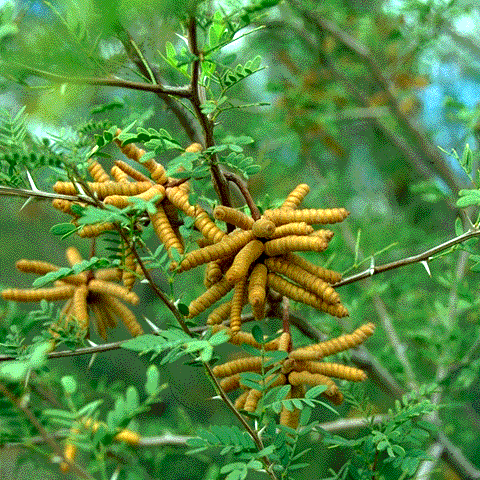 Prosopis pubescens, fruit