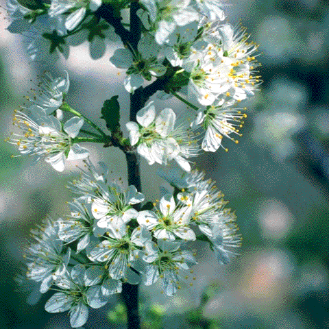 Prunus mexicana,flowers
