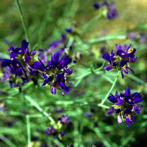Psorothamnus scoparius, flowers