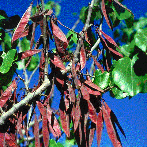 fruit and leaves of Mexican redbud