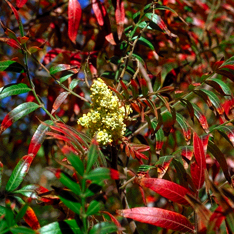 Rhus lanceolata, foliage and flowers