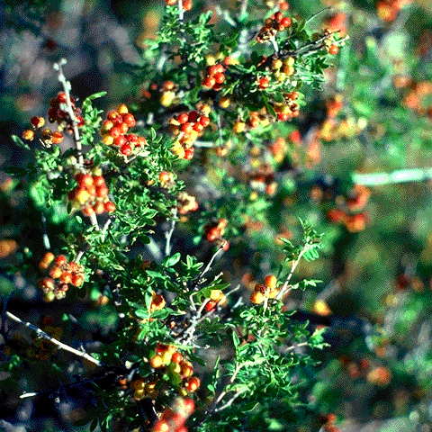 Rhus microphylla