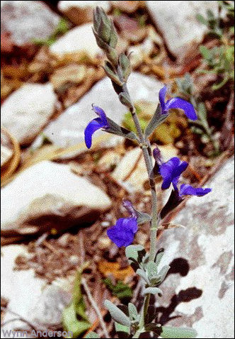 Salvia chamaedryoides, overview