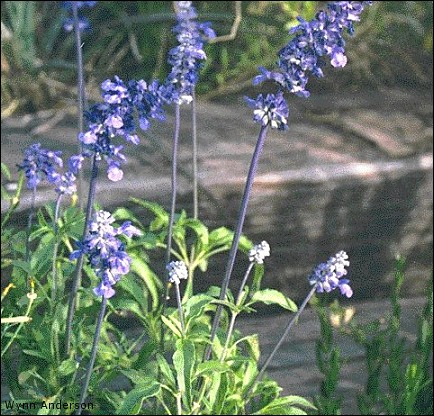 Salvia farinacea, closeup