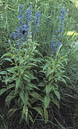 Salvia farinacea, overview