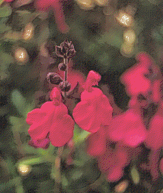 Salvia greggii, flowers
