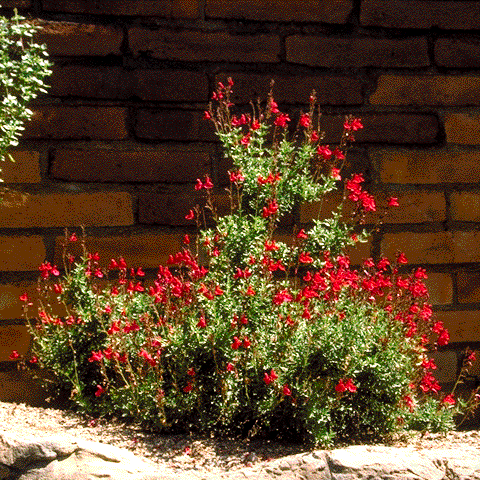 Salvia greggii, overview