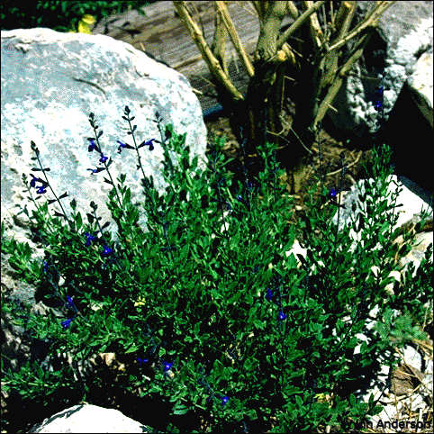 Salvia lycioides, flowers