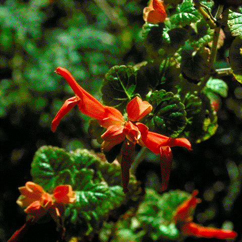 Salvia regla, flowers