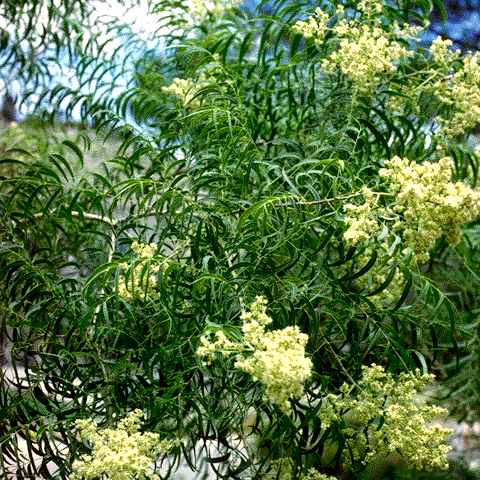flowers and foliage of Sapindus saponaria