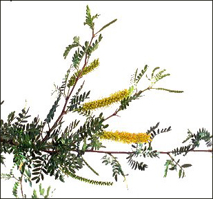 Prosopis pubescens, flower