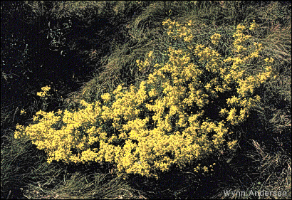 Senecio riddellii, flowers