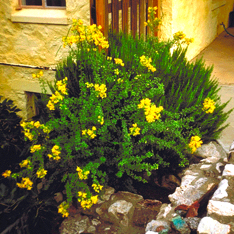 Senna wislizenii, flowers