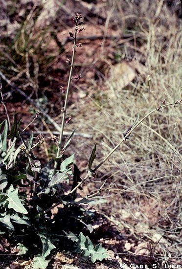Overview, Streptanthus carinatus