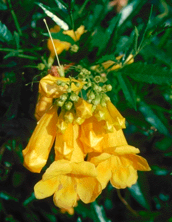 flowers of Tecoma stans