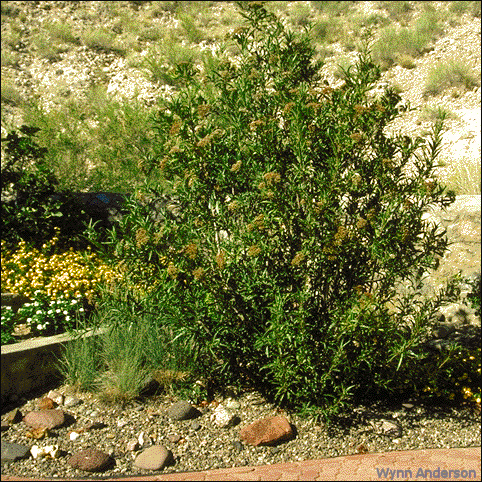 Vauquelinia californica, overview