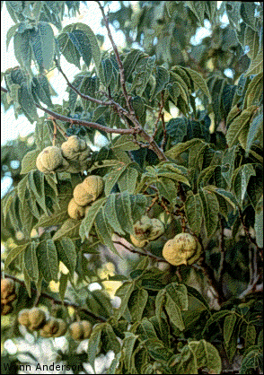 Ungnadia speciosa, overview with fruit