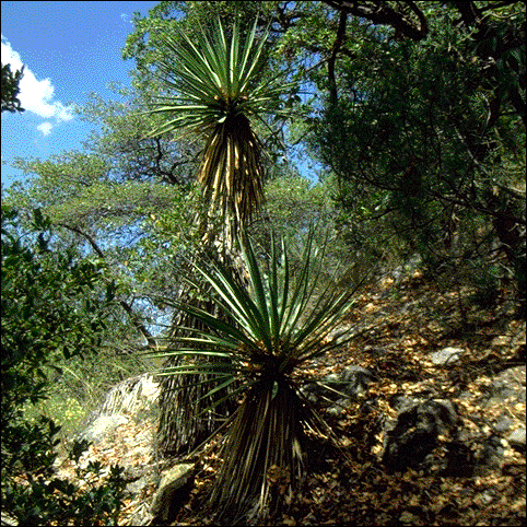 Yucca madrensis, overview
