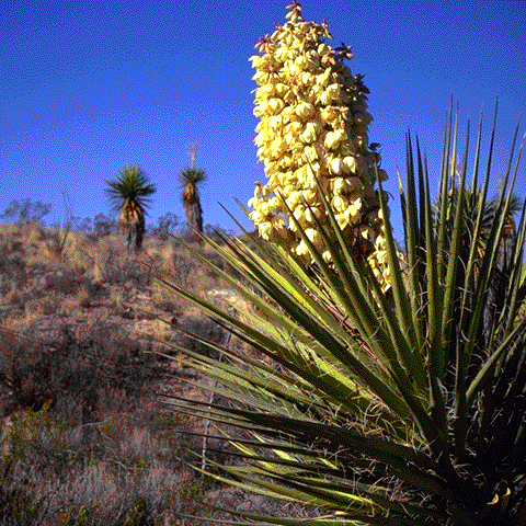 Yucca torreyi, overview
