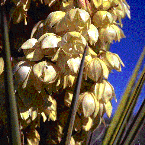 Yucca torreyi, flowers