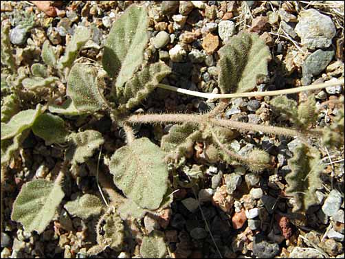 Trailing Four Oclock, foliage and bud