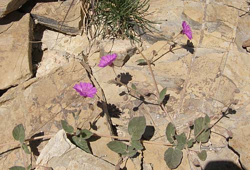 Trailing Four Oclock, overview