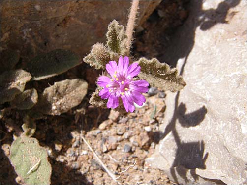 Trailing Four Oclock, overview