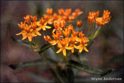 Close-up of flowers of Asclepias tuberosa
