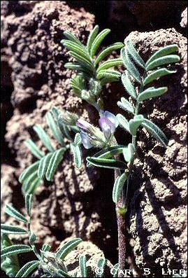 overview, Astragalus nuttalliensis
