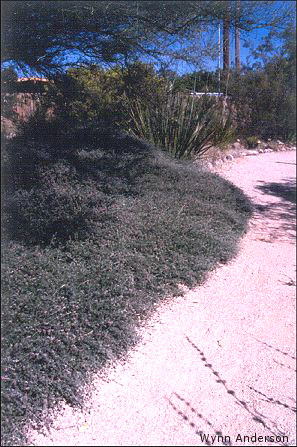 Overview of Dalea greggii used as a ground cover